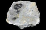 Bargain, Detailed Gerastos Trilobite Fossil - Morocco #145753-1